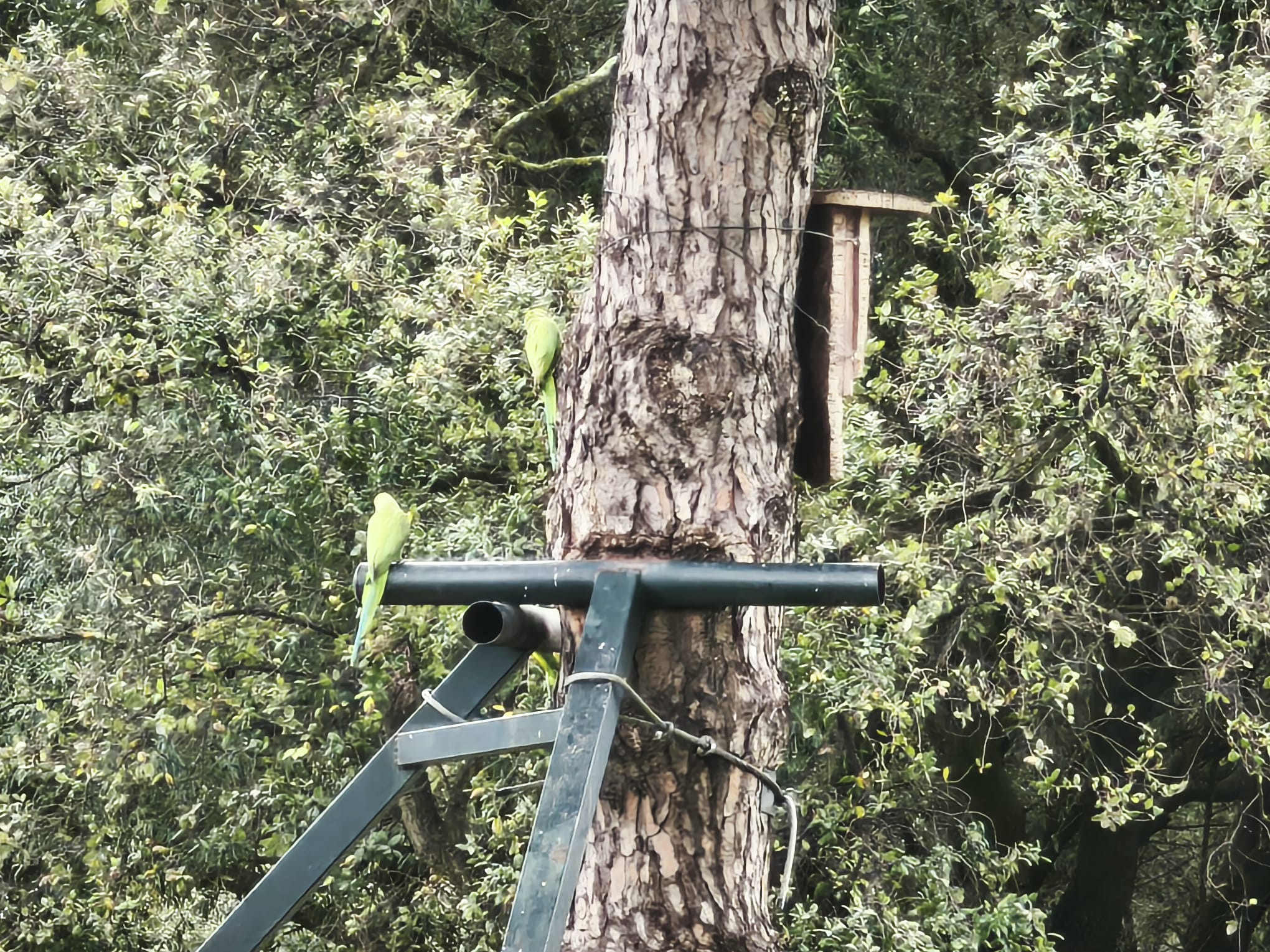 Cómo coser un árbol.