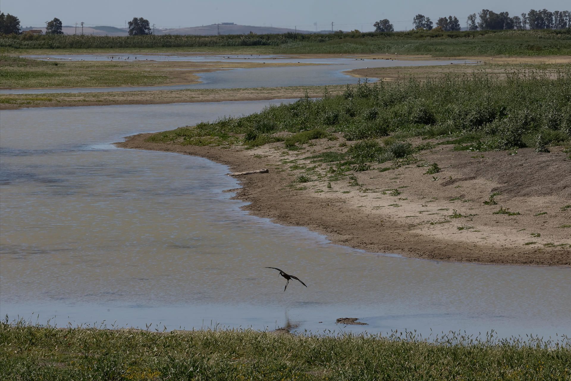 La Audiencia Nacional paraliza el polémico deslinde de Doñana.