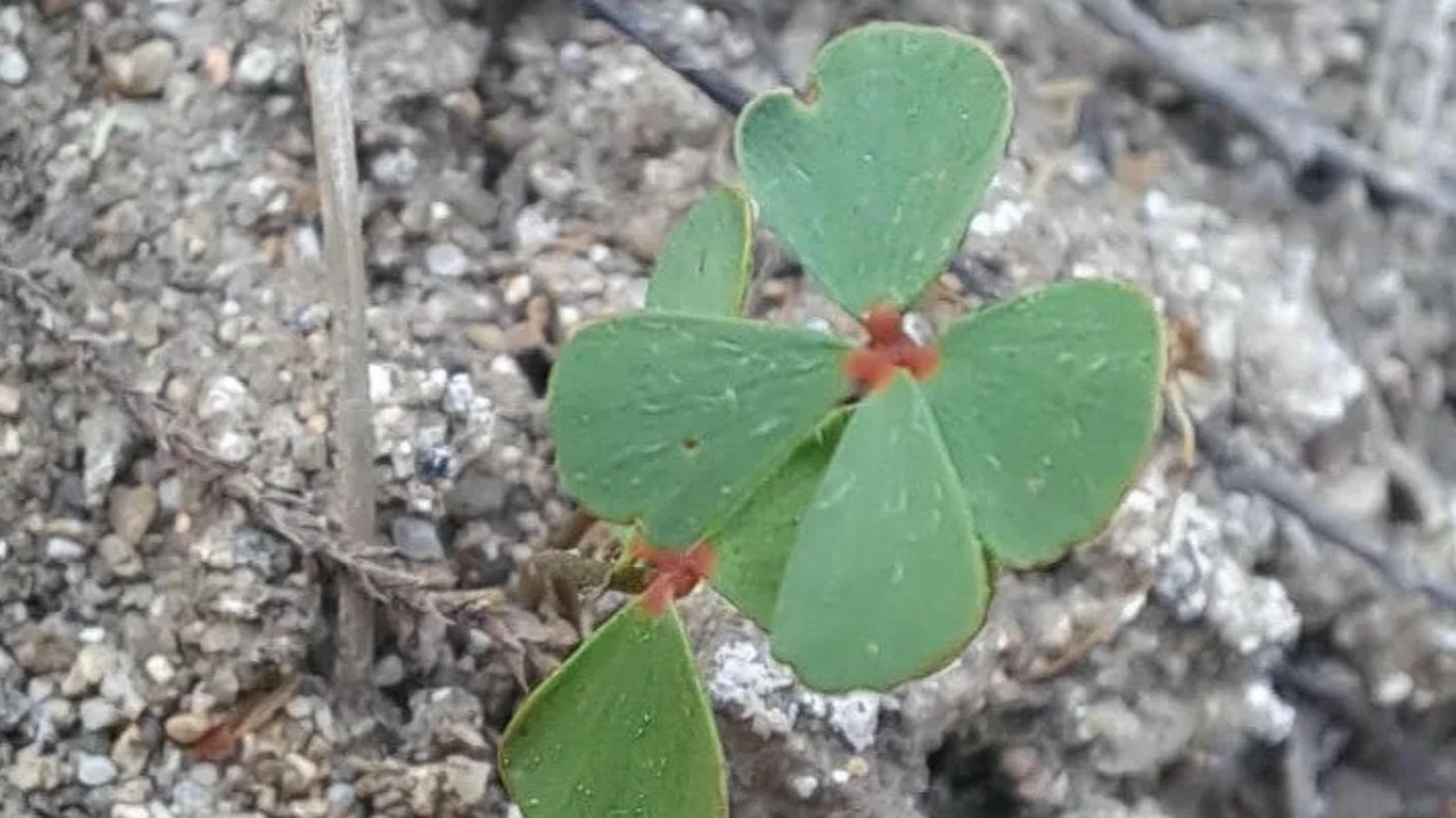 El tipo de trébol de cuatro hojas protegido hallado en la laguna del Sapo de Sevilla Este.