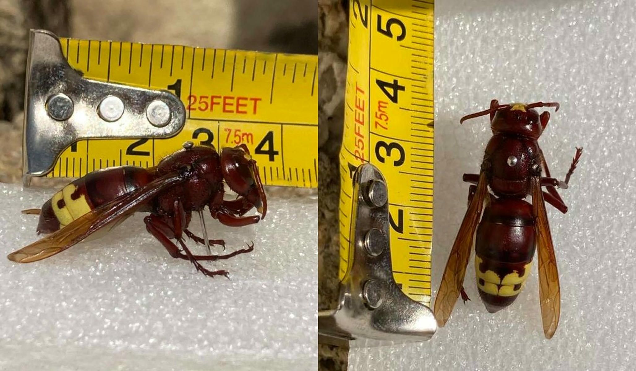 Un avispón europeo, detectado en Puerto Real.