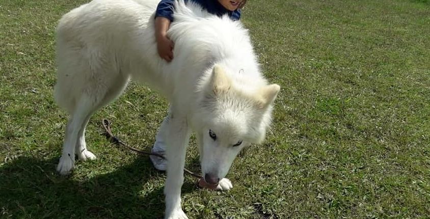 Imagen de un perro lobo americano, como el que ha atacado a la pequeña Blanca.