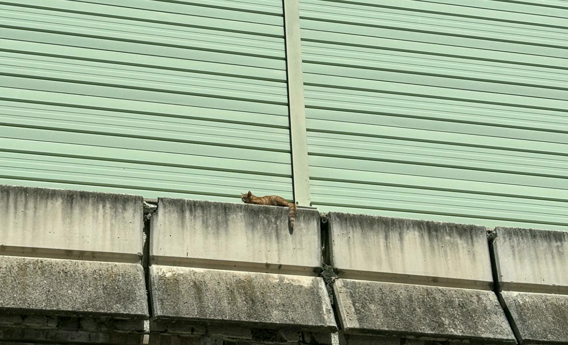 Gato expuesto al sol en una zona elevada de Jerez.