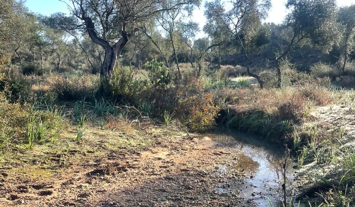"El Reglamento Europeo de Restauración de la Naturaleza (20241991) es uno de los elementos clave que trae luz y esperanza"