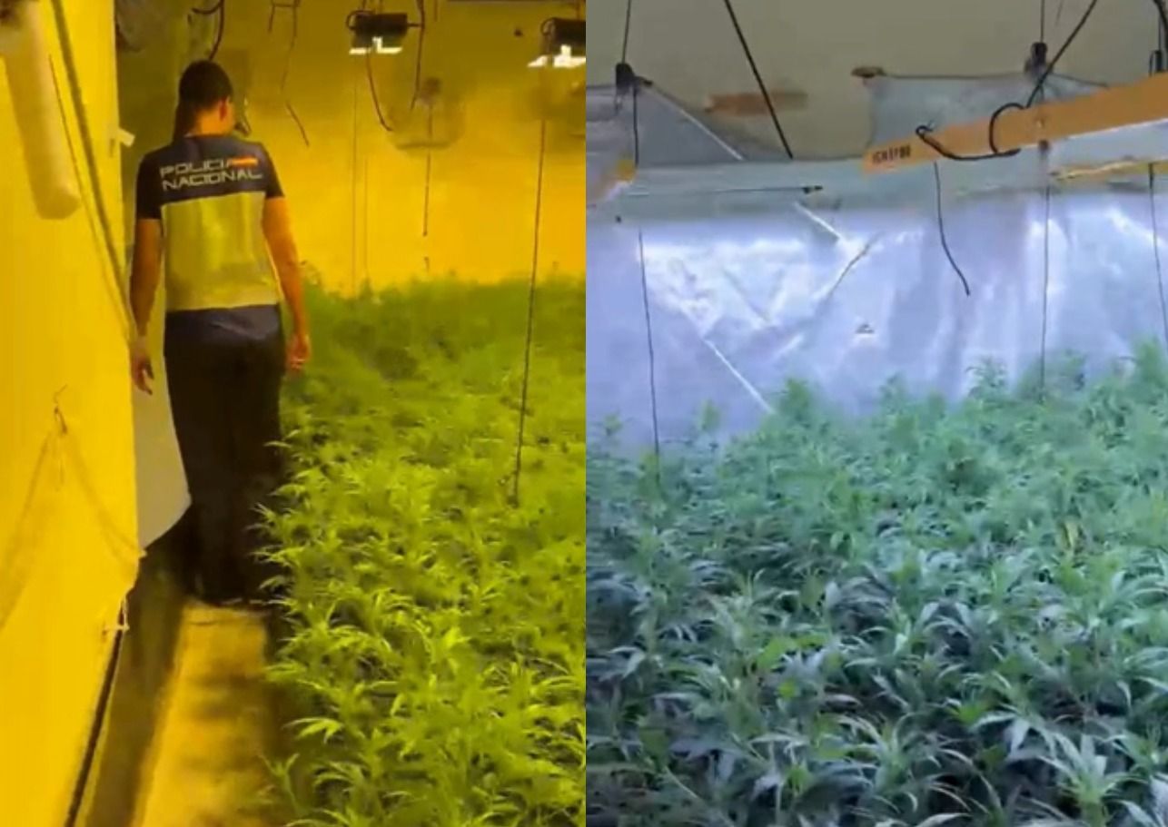 Plantaciones de marihuana en Sanlúcar.