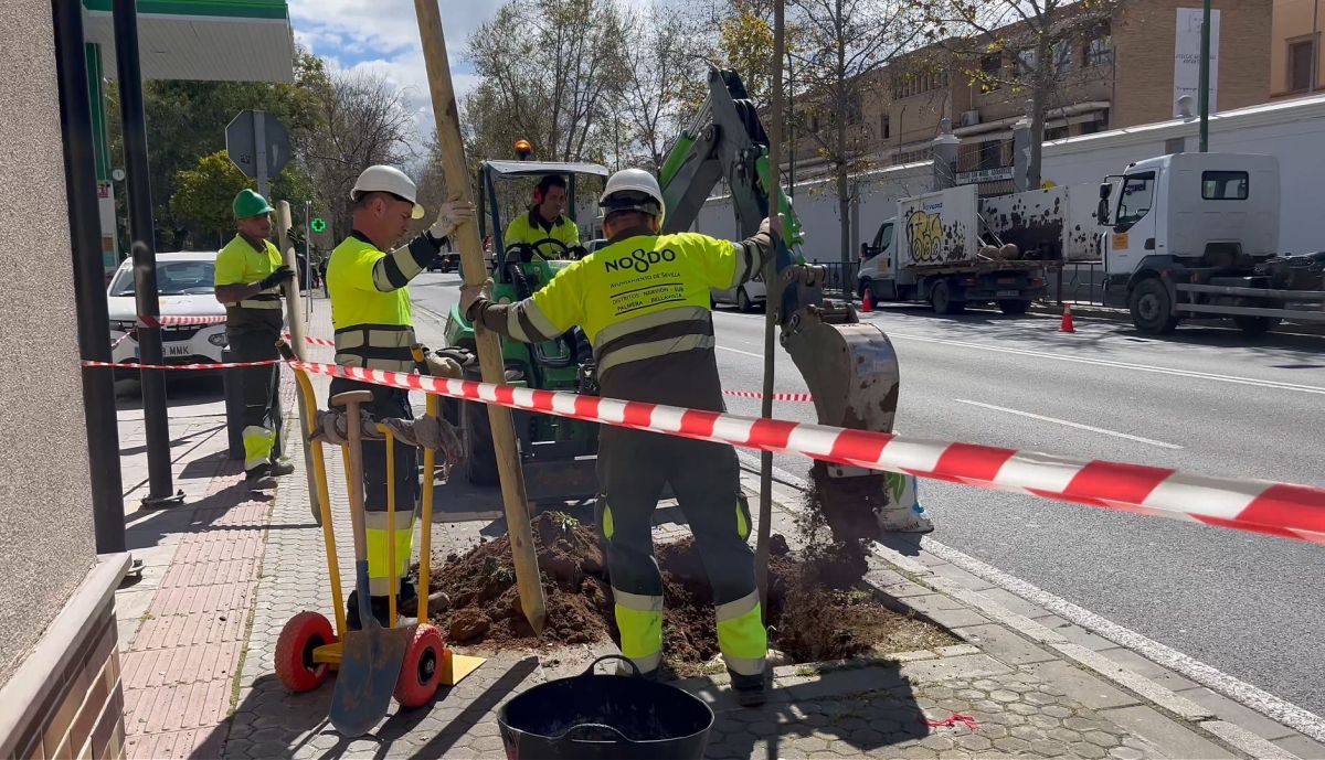 Los operarios suman nuevos árboles a las calles.