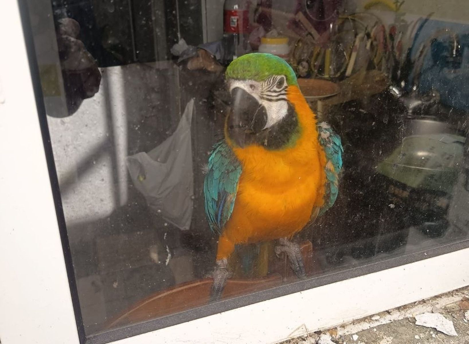 Sol, guacamayo desaparecido en Jerez.