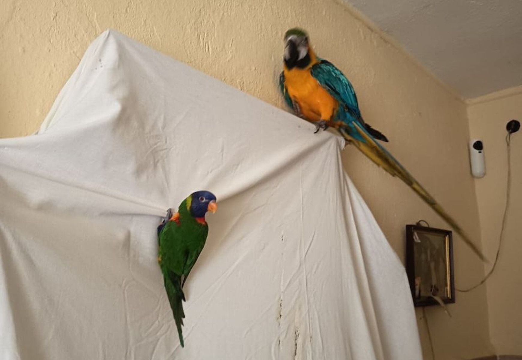 Sol, en el interior de la vivienda de El Olivar.