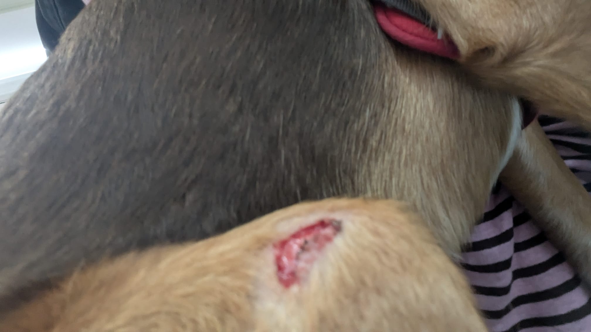 Herida que el perro salchicha ha provocado al otro ejemplar en Puerto Real.