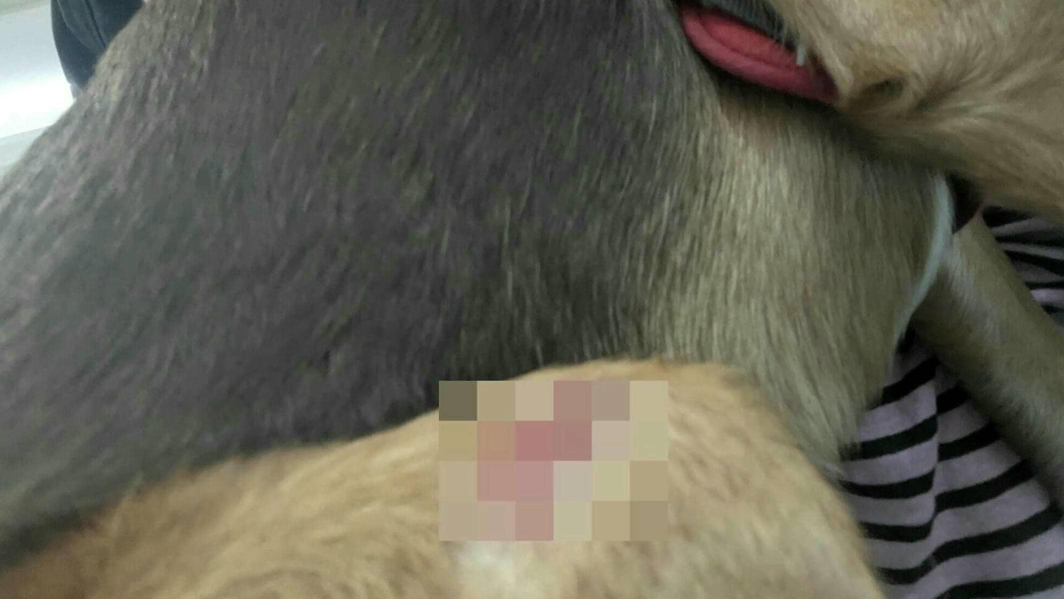 Herida que el perro salchicha ha provocado al otro ejemplar en Puerto Real.