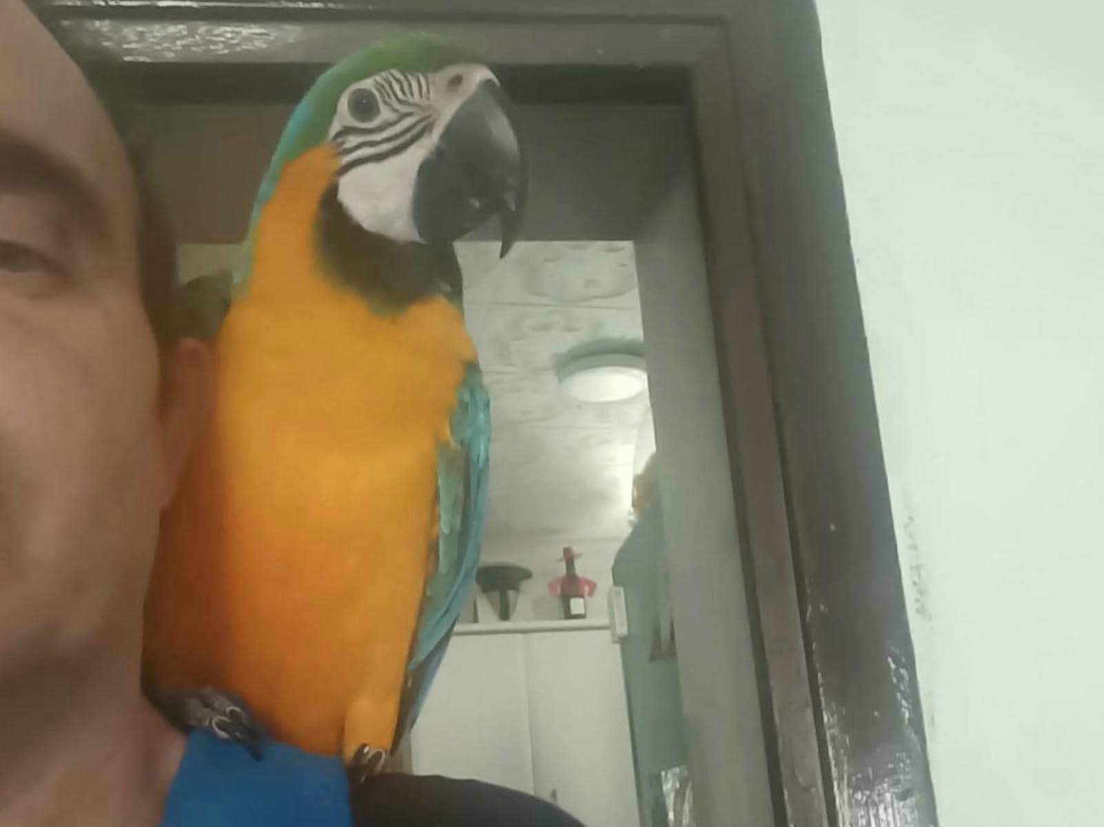 Alfonso, junto a su guacamayo Sol tras volver a casa en Jerez.