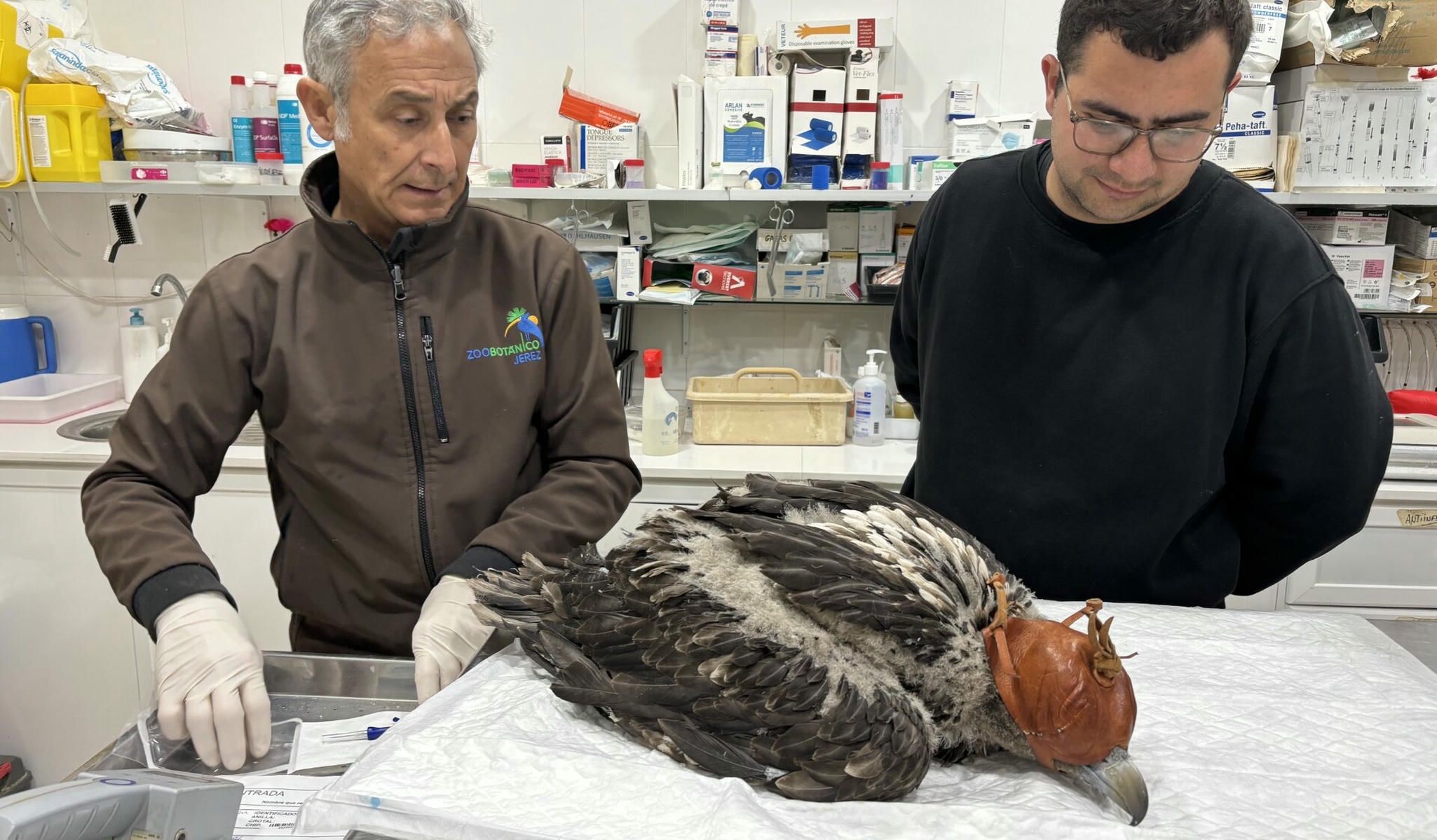 El Centro de Conservación de la Biodiversidad Zoobotánico traslada a Francia su segundo pollo de quebrantahuesos