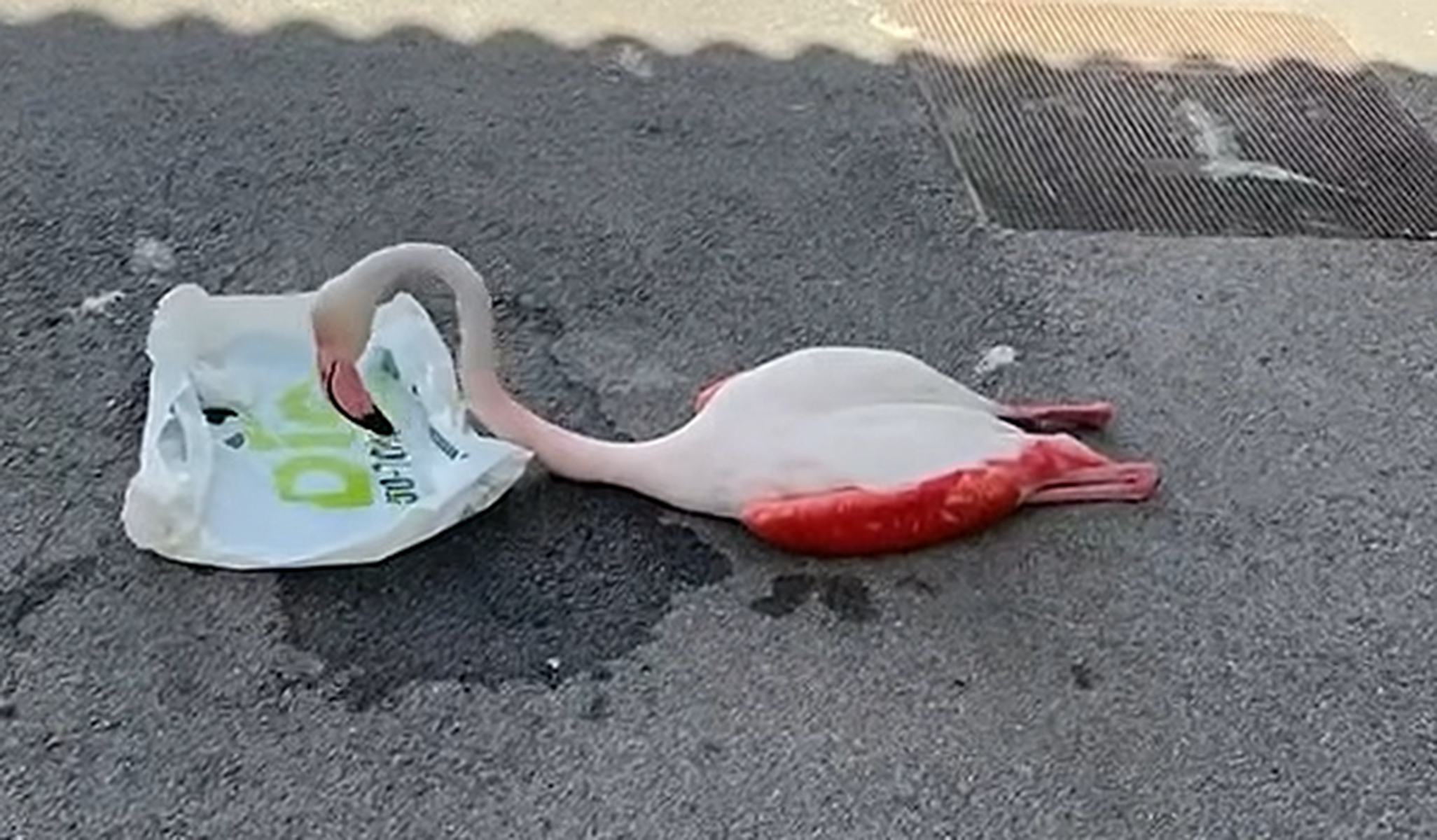 Un flamenco aparece desorientado en Arahal, provincia de Sevilla, fuera de su hábitat natural y sin poder volar