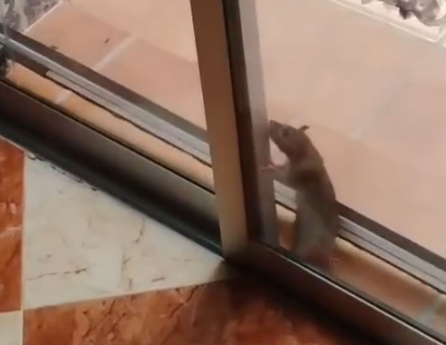 La rata en la vivienda de Dos Hermanas.
