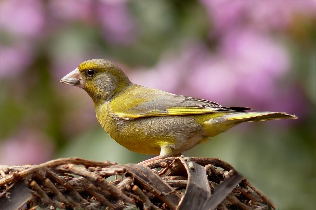 greenfinch-818185_1280.jpeg