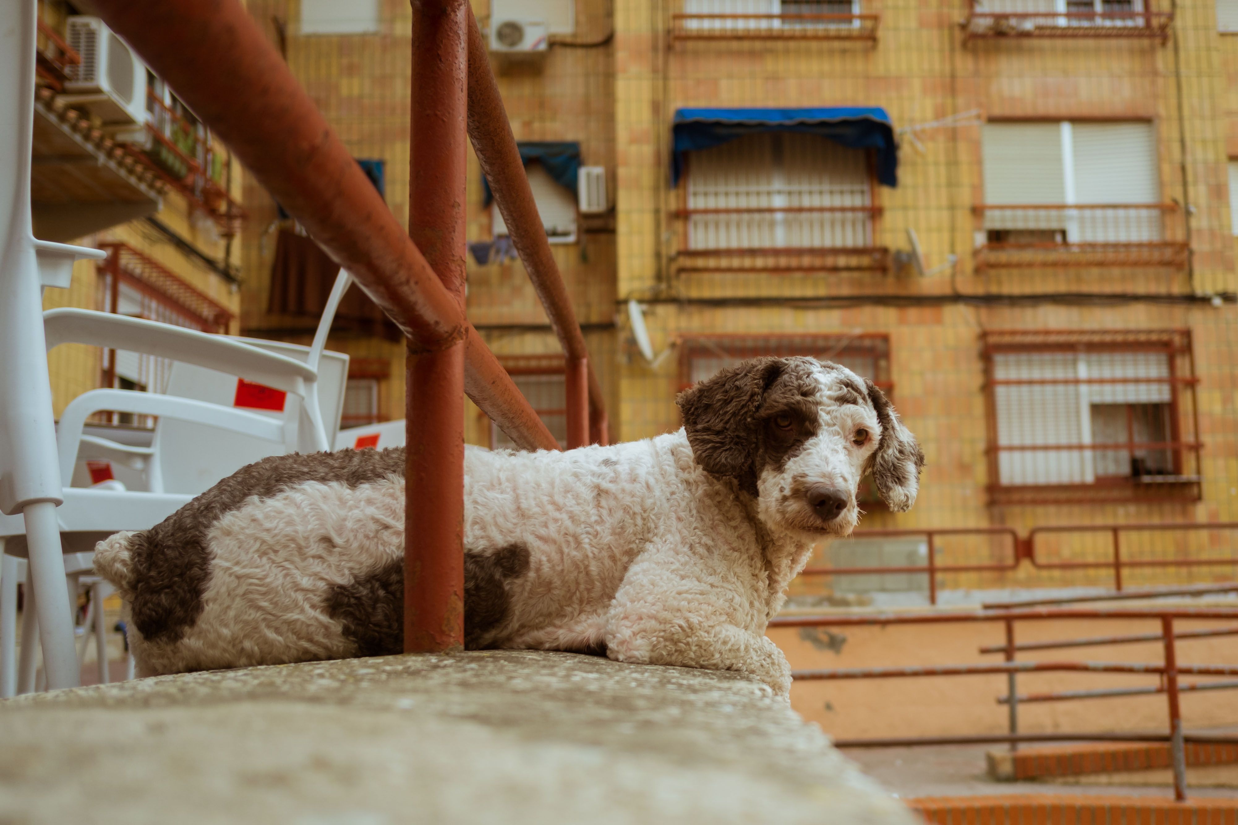 Un perro en una imagen de archivo.