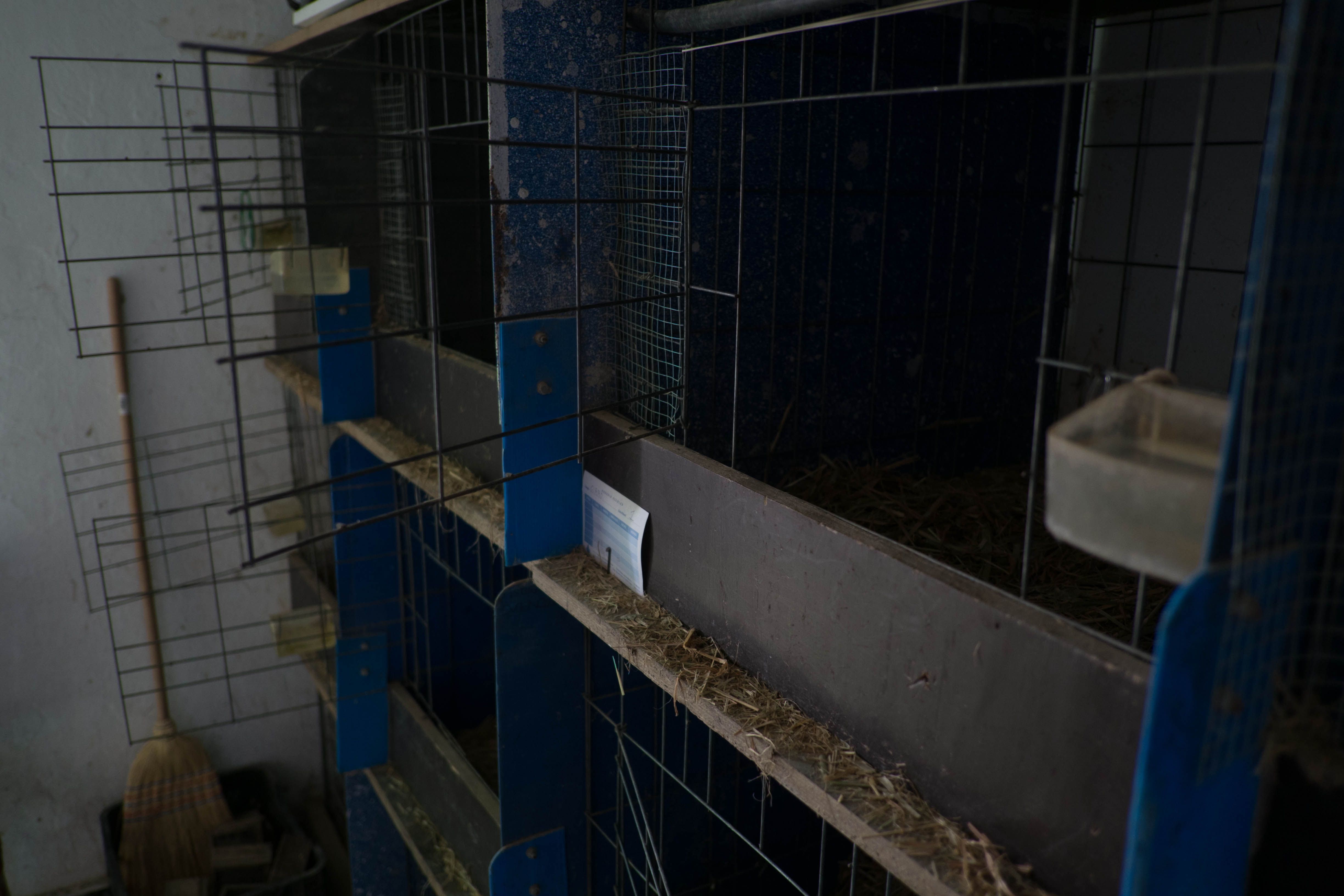 robo_gallos_de_pelea-2