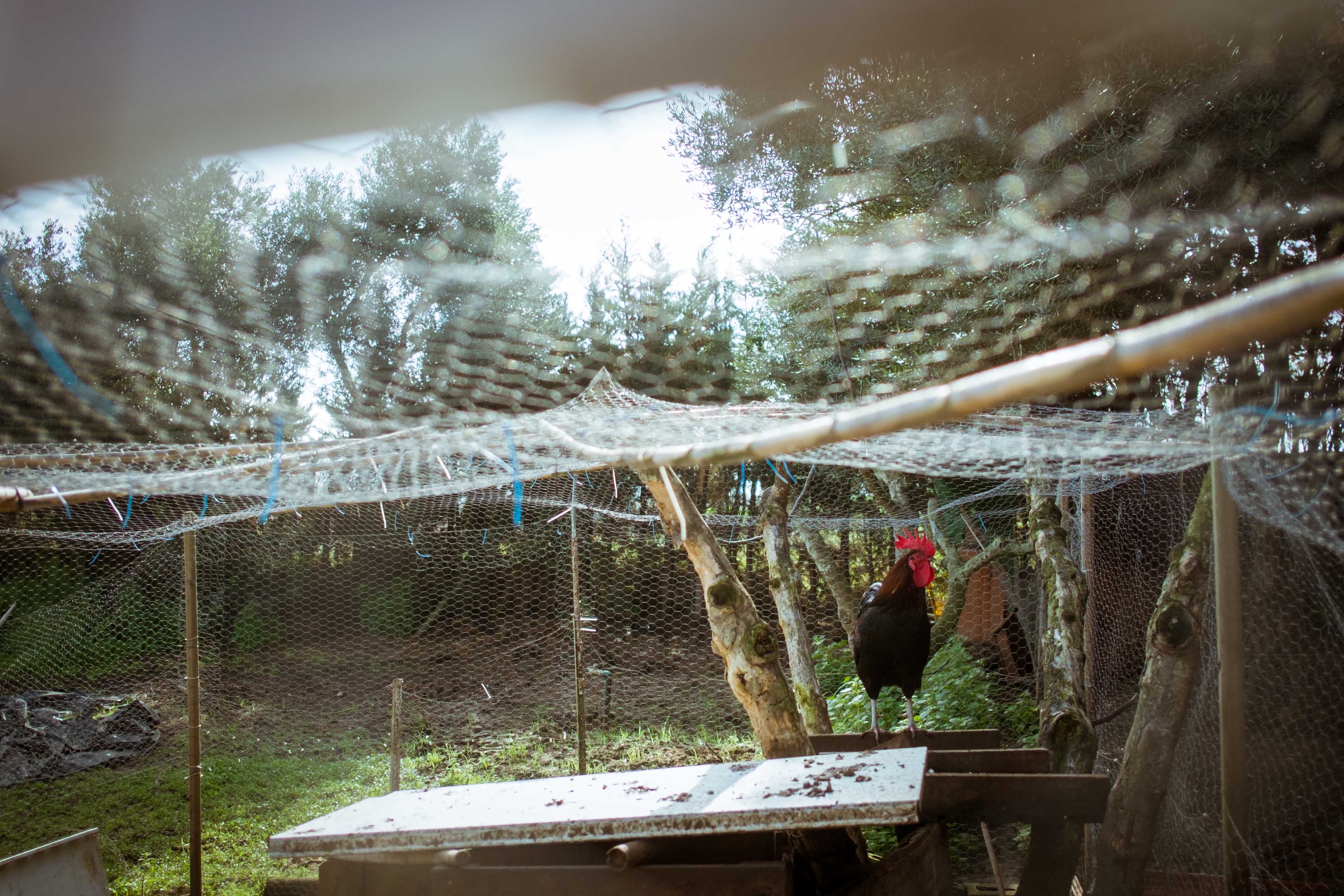 la_gallina_violeta-9