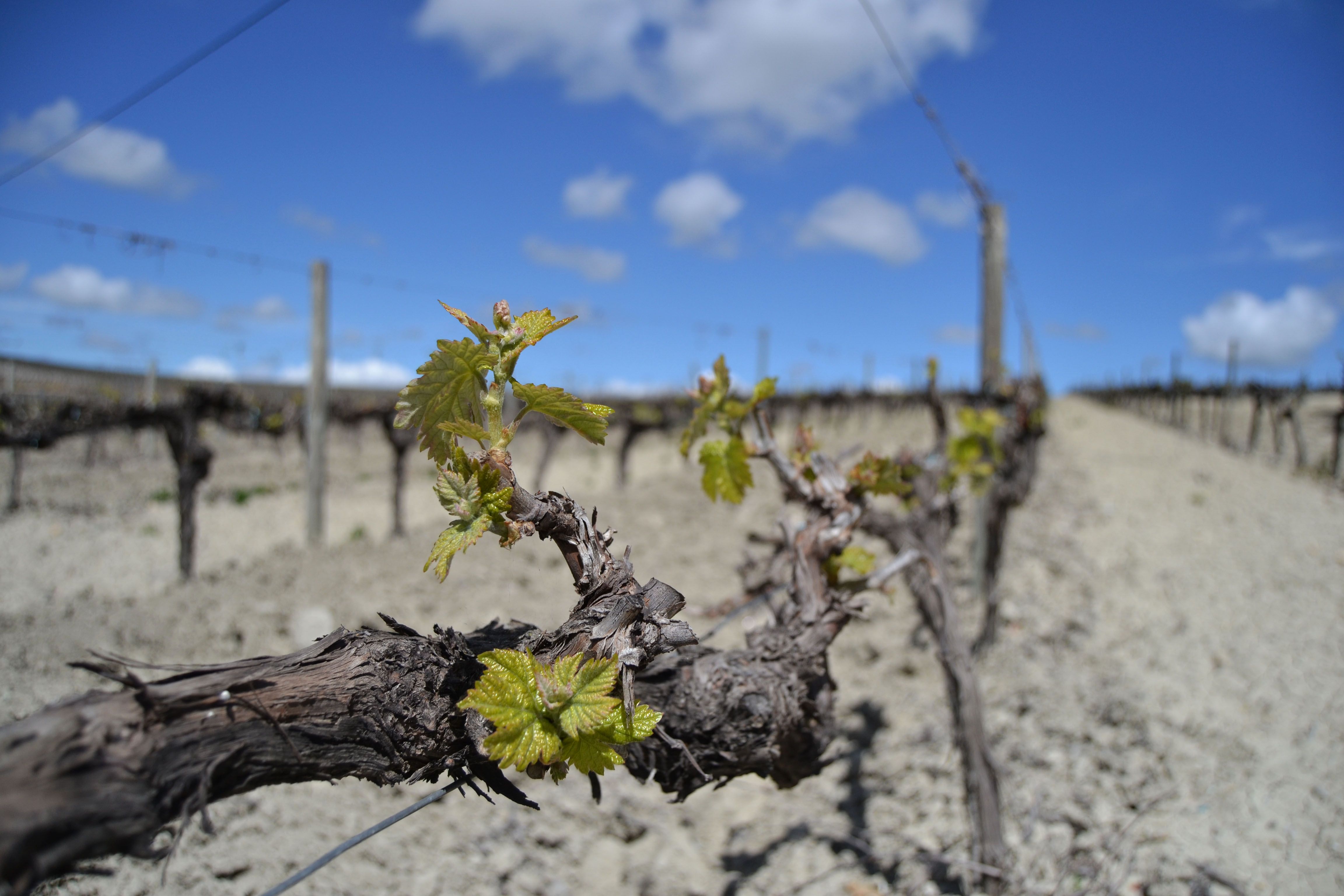 parra_vendimia_brotes_verdes.jpg