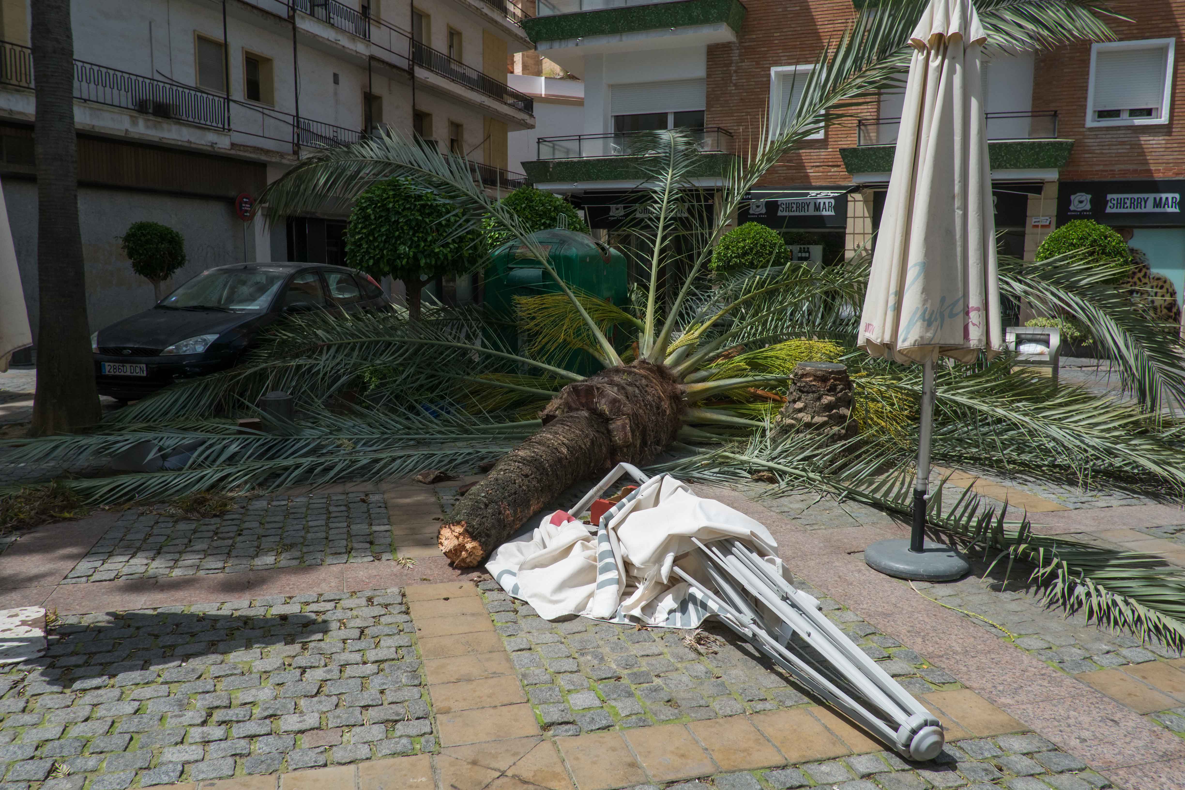Una palmera caída en la plaza del Progreso, en una imagen de archivo.