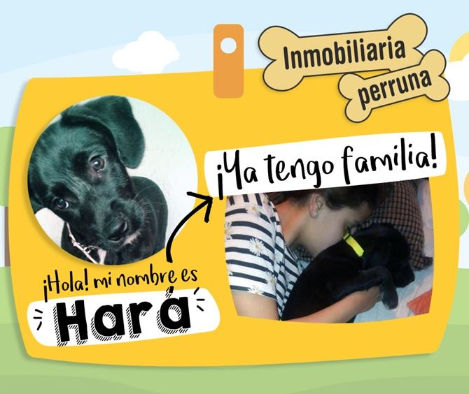 inmobiliaria_perruna