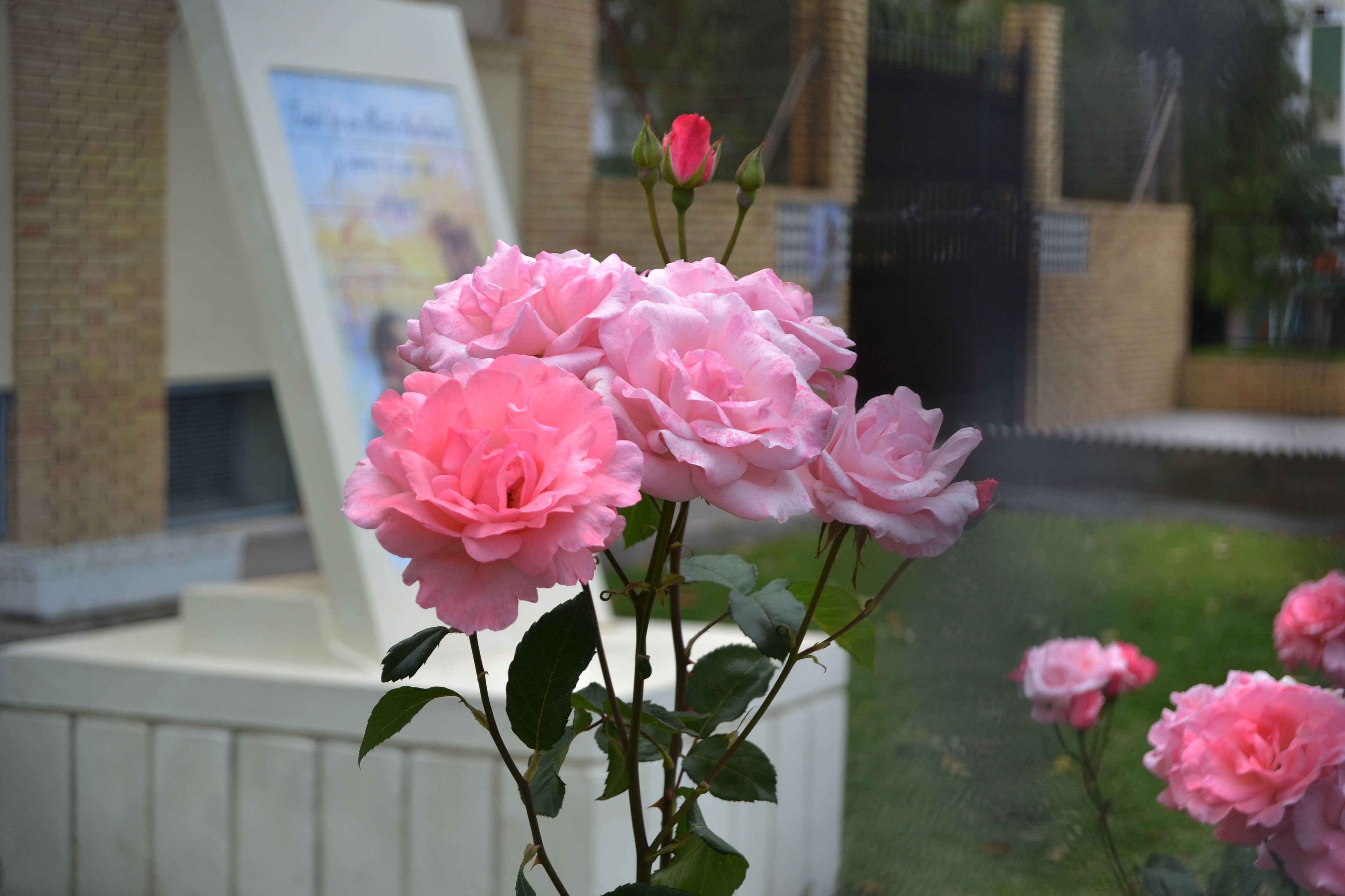 Rosas en el jardín principal del María Auxiliadora. FOTO: ARCHIVO