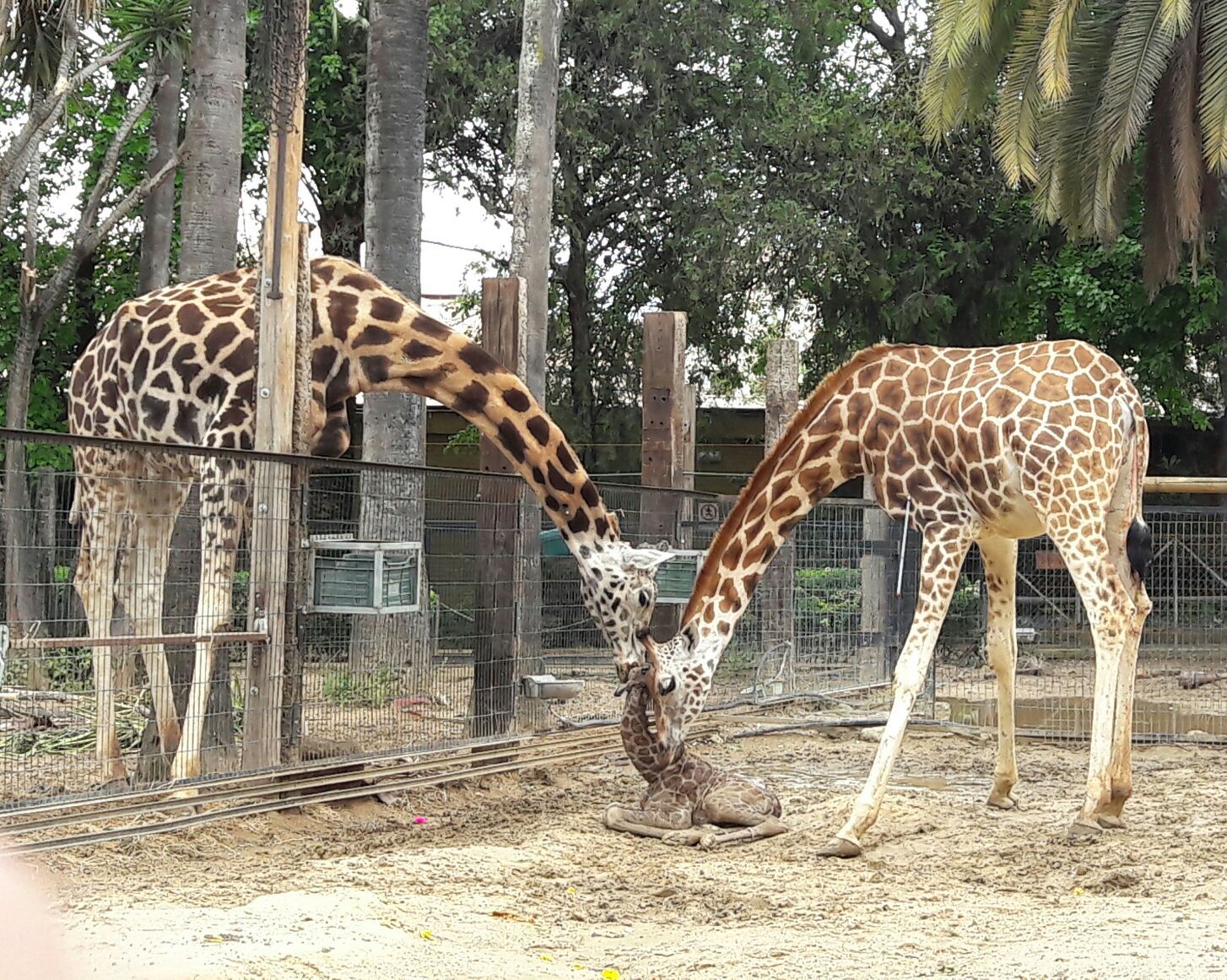 Jiraja en el Zoo de Jerez.