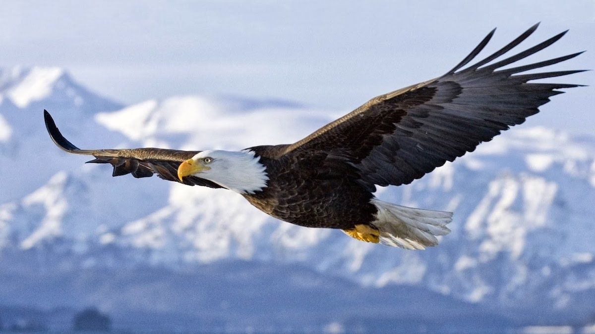 Aprendiendo del águila: transformarse o morir