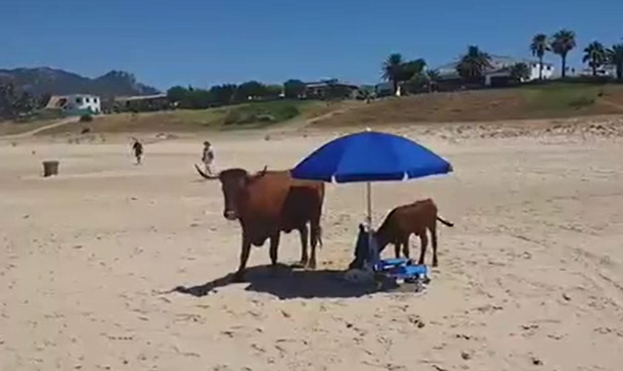 vaca_playa.png