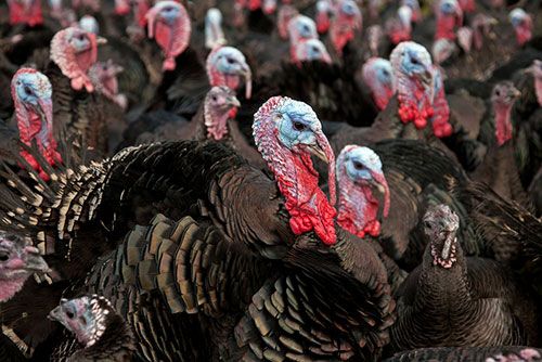 ¿Vuelve la gripe aviar? El preocupante potencial pandémico del virus H9N9