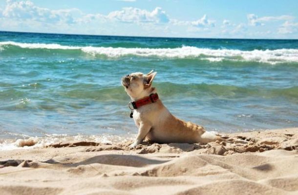 Un perro en una playa de Andalucía.
