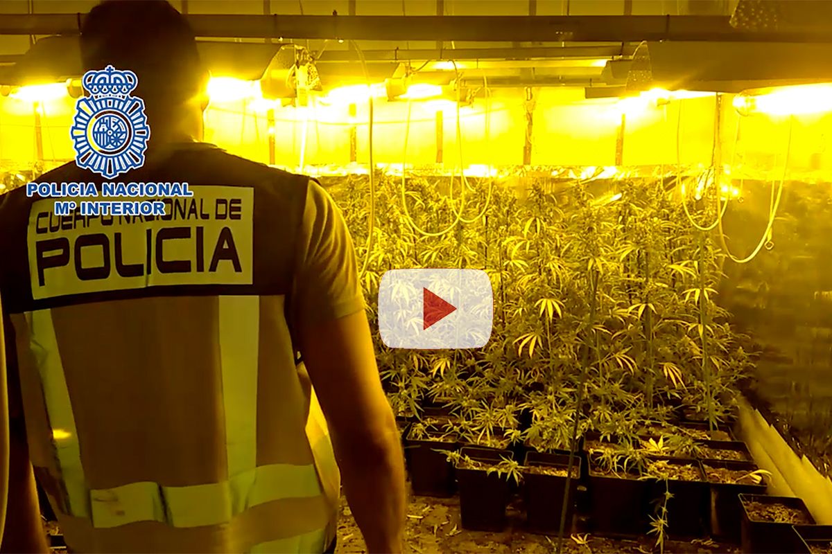 marihuana.jpg marihuana.jpg