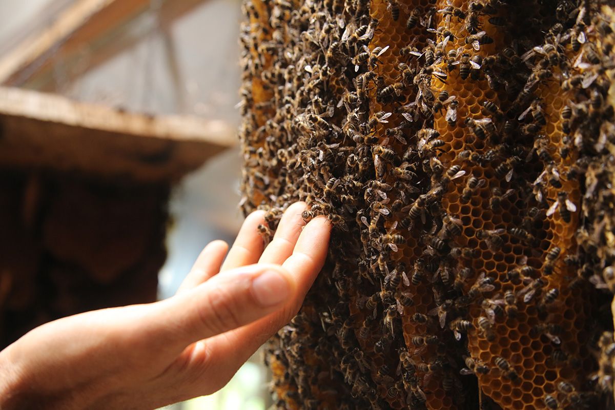 Un panal de abejas. FOTO: JUAN CARLOS TORO. 