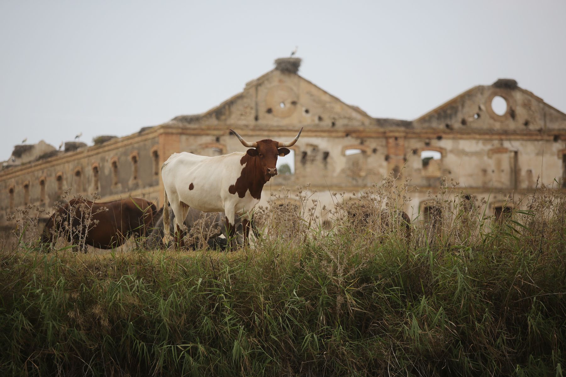 Vacas pastando junto al Guadalete. Al fondo, la antigua azucarera de El Portal, en una imagen de archivo. FOTO: JUAN CARLOS TORO