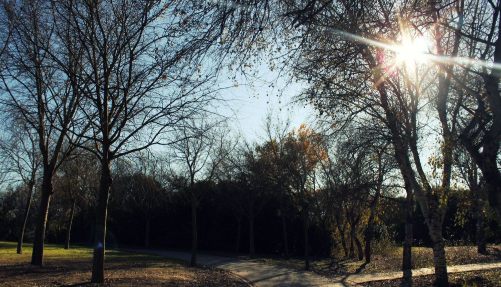 RUTA BOTÁNICA POR EL ALAMILLO. El parque cumple