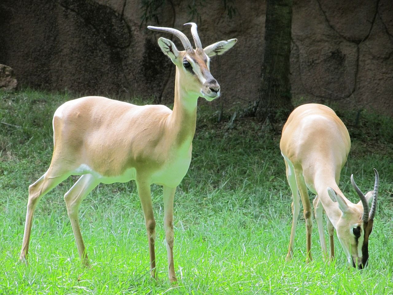 gazelles-1574976_1280.jpg