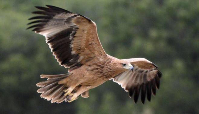 Envenenan a un águila imperial en peligro de extinción dentro del Parque  Natural de Los Alcornocales