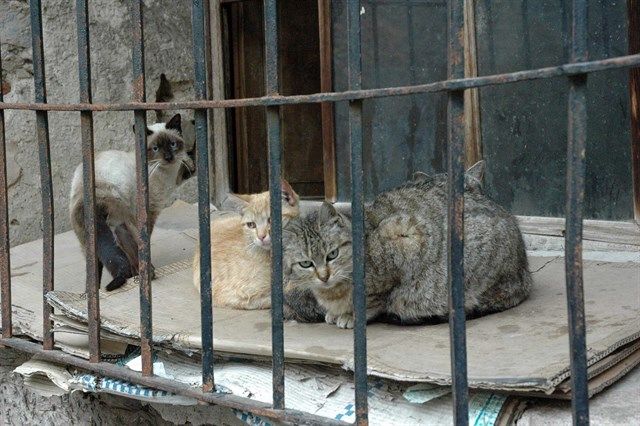 fotonoticia_20171213134702_640.jpg fotonoticia_20171213134702_640.jpg