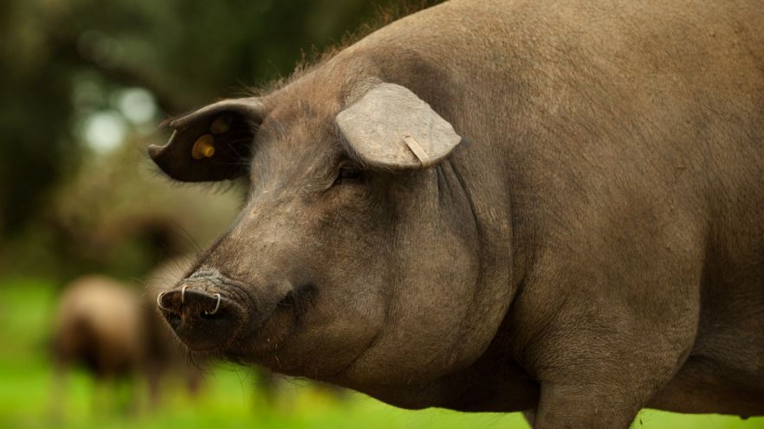 Imagen de un cerdo ibérico.