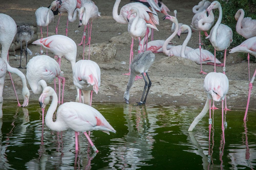 El estanque de los flamencos del Zoo de Jerez, en una imagen de archivo. FOTO: MANU GARCÍA 