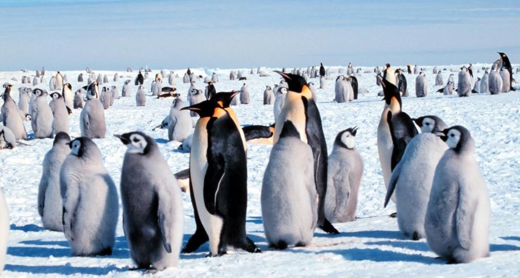 crias-pinguino-emperador.jpg