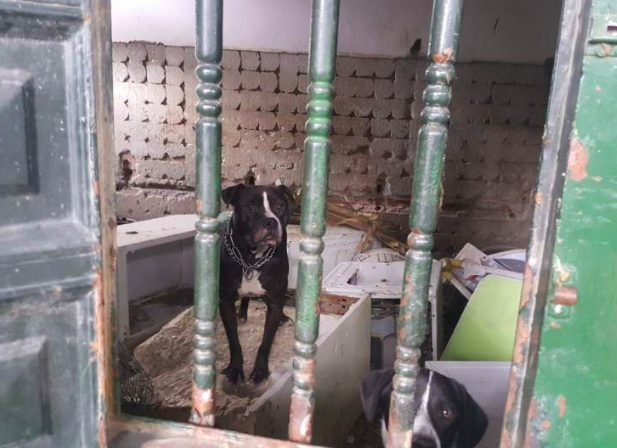 perros encerrados Algeciras.png