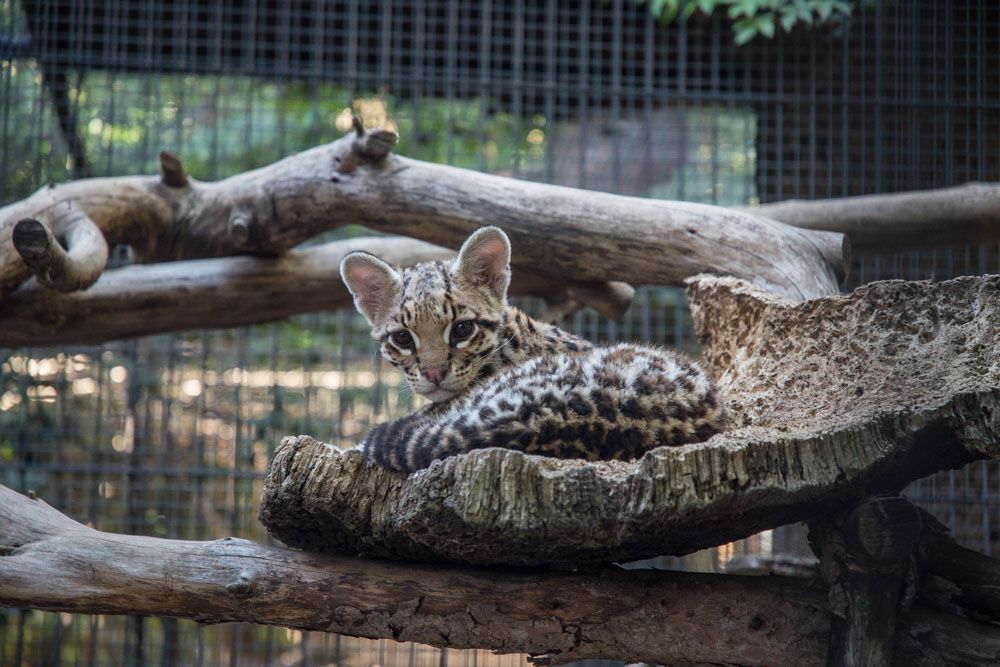 Una cría de leopardo, en el Zoobotánico de Jerez. FOTO: MANU GARCÍA
