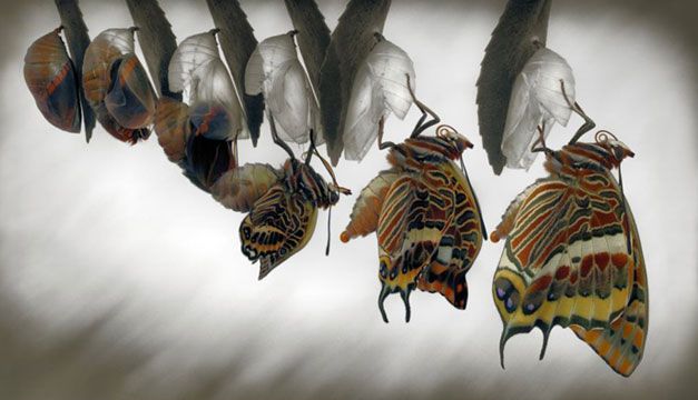 'Mariposas en el estómago' por Juan Bouza.
