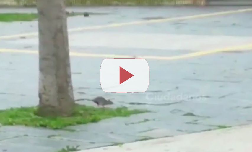 ratas_en_elvira_lindo.jpg ratas_en_elvira_lindo.jpg