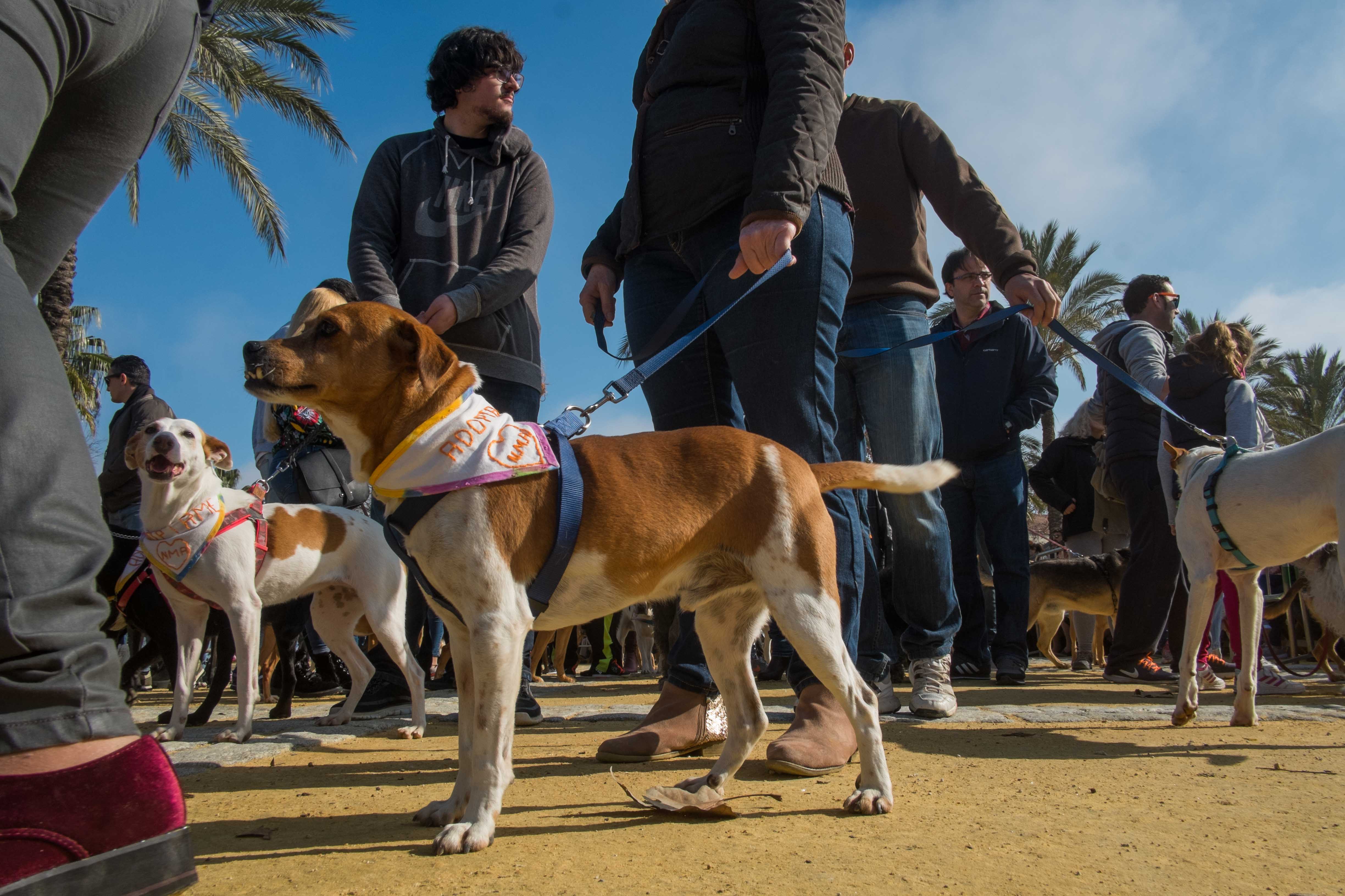 Un perro en una pasada edición de San Antón, en Jerez. FOTO: MANU GARCÍA. 
