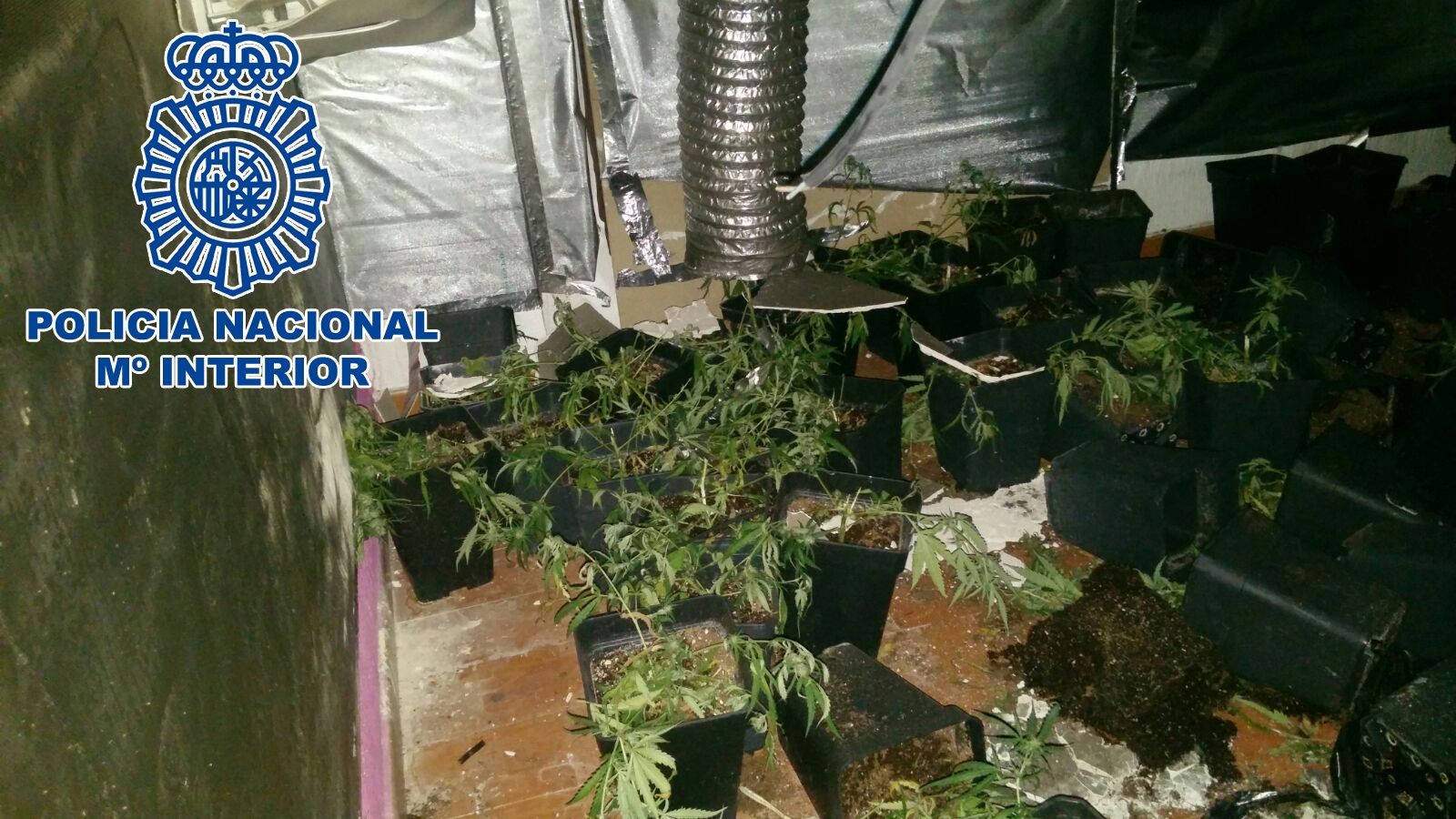Plantación de marihuana en Jerez, en una operación policial reciente.