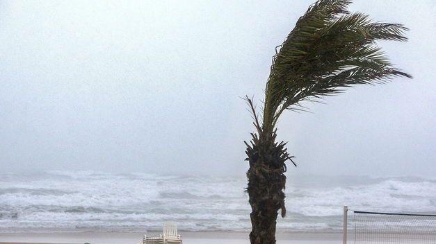 Una palmera, agitada por el viento, durante un temporal.
