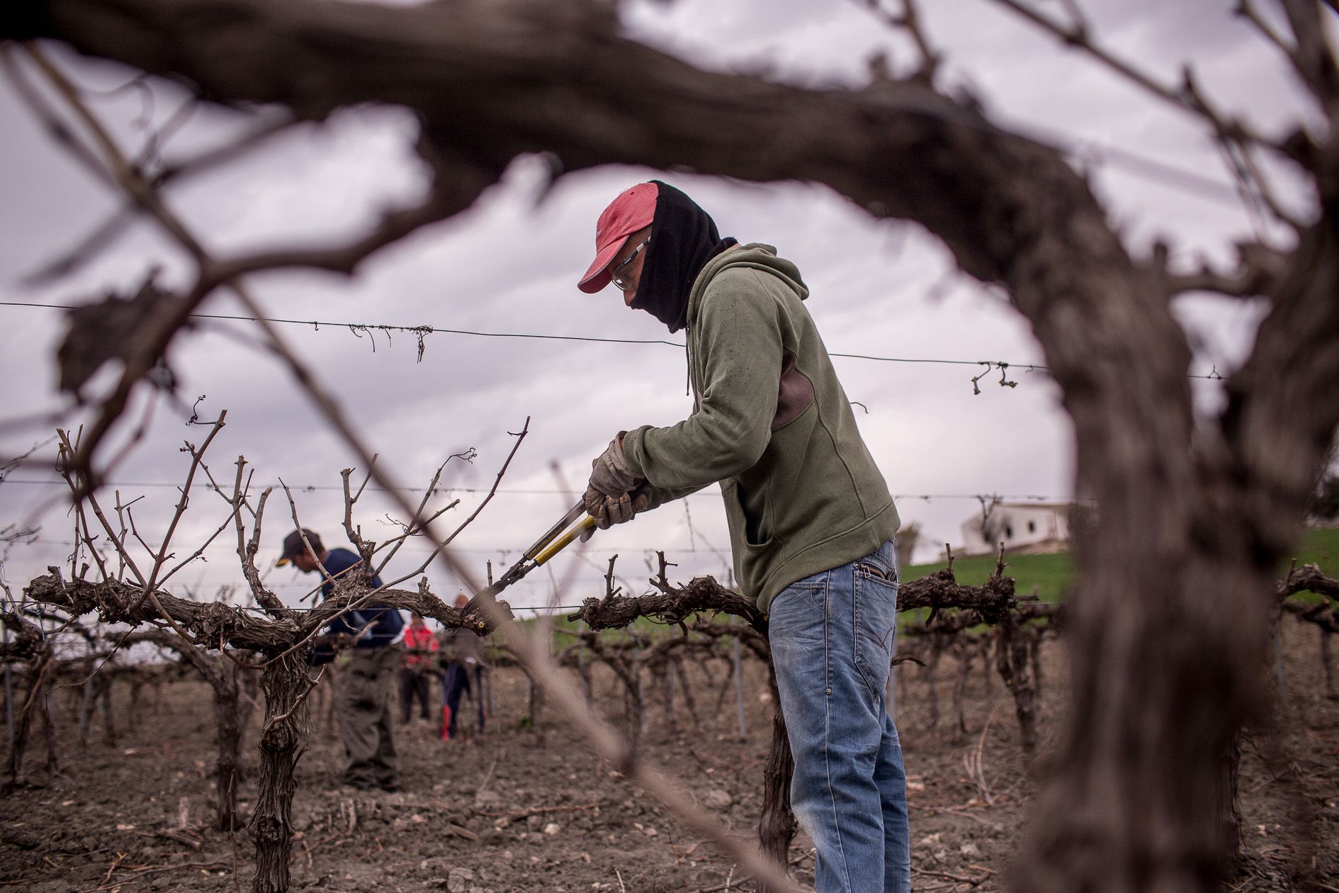 Faeneros de la viña en invierno, en un pago del Marco de Jerez. FOTO: JUAN CARLOS TORO.