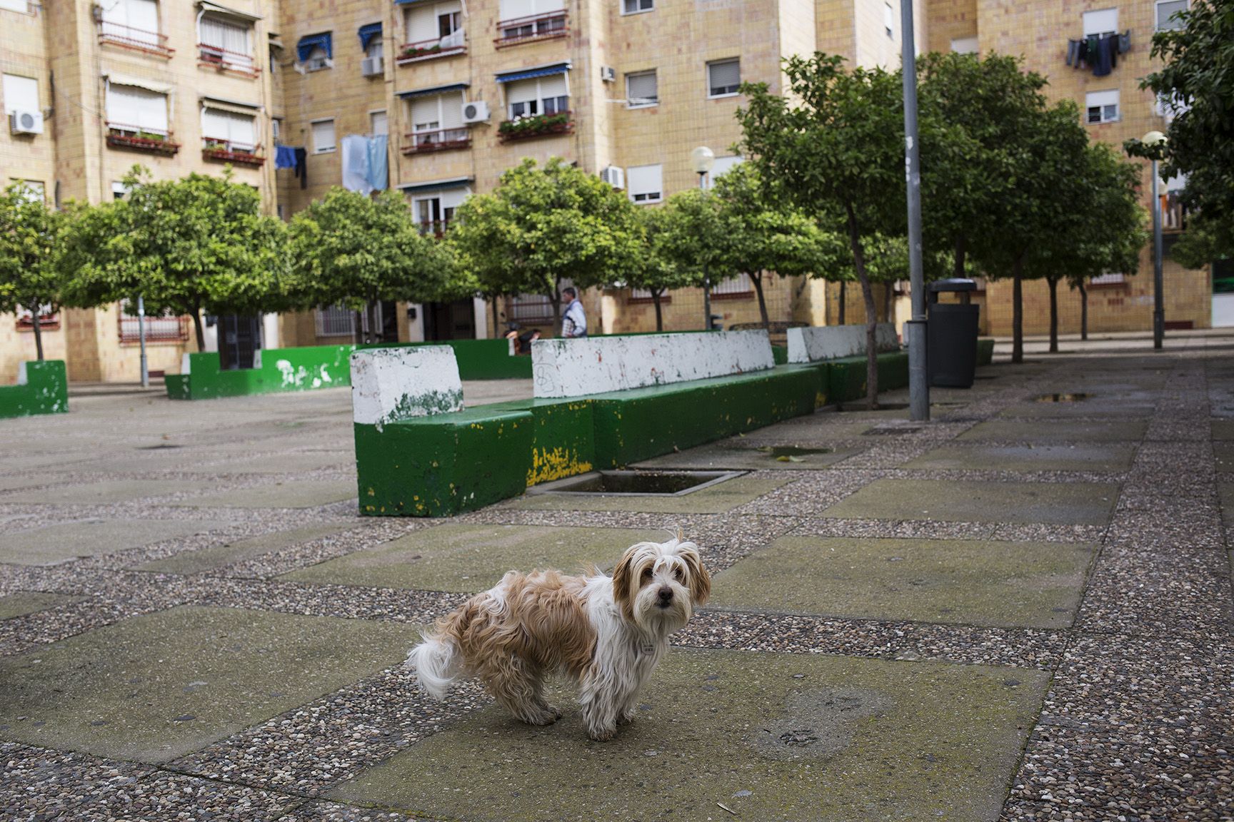 Un perro en La Granja: FOTO: JAVIER FERGÓ.