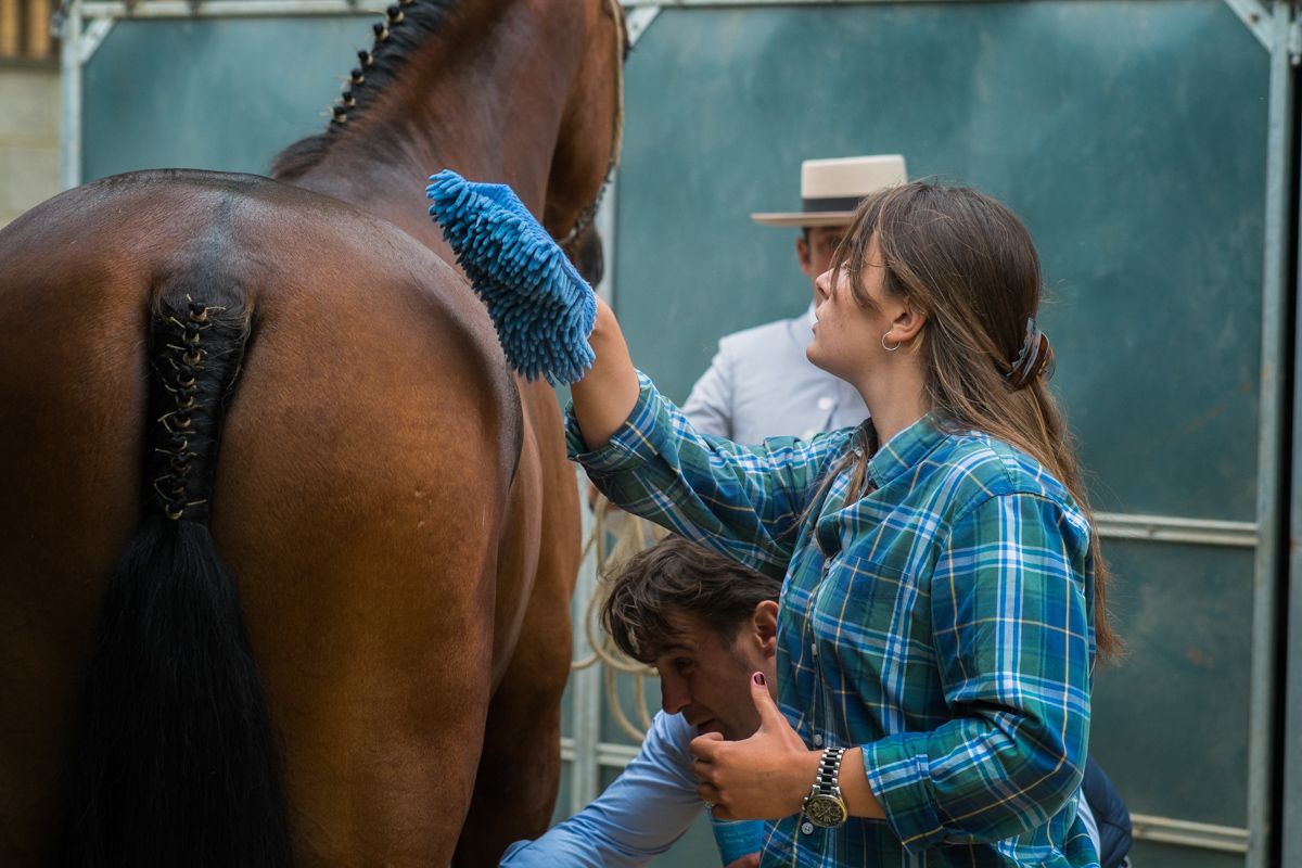 Carlota Figueroa limpiando al caballo hispano-árabe Duende Bio, antes del concurso morfológico. FOTO: MANU GARCÍA.
